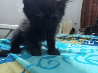 triple coated fur Female persian kittens