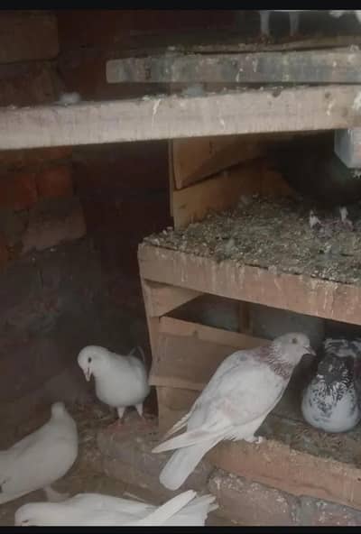 pigeon