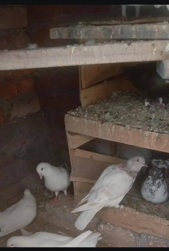 pigeon 0