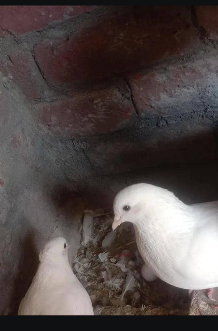 pigeon 1