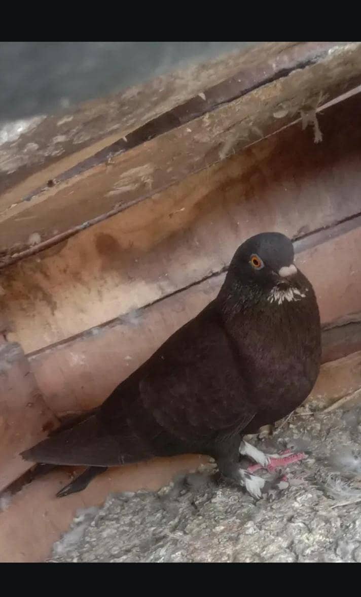 pigeon 2