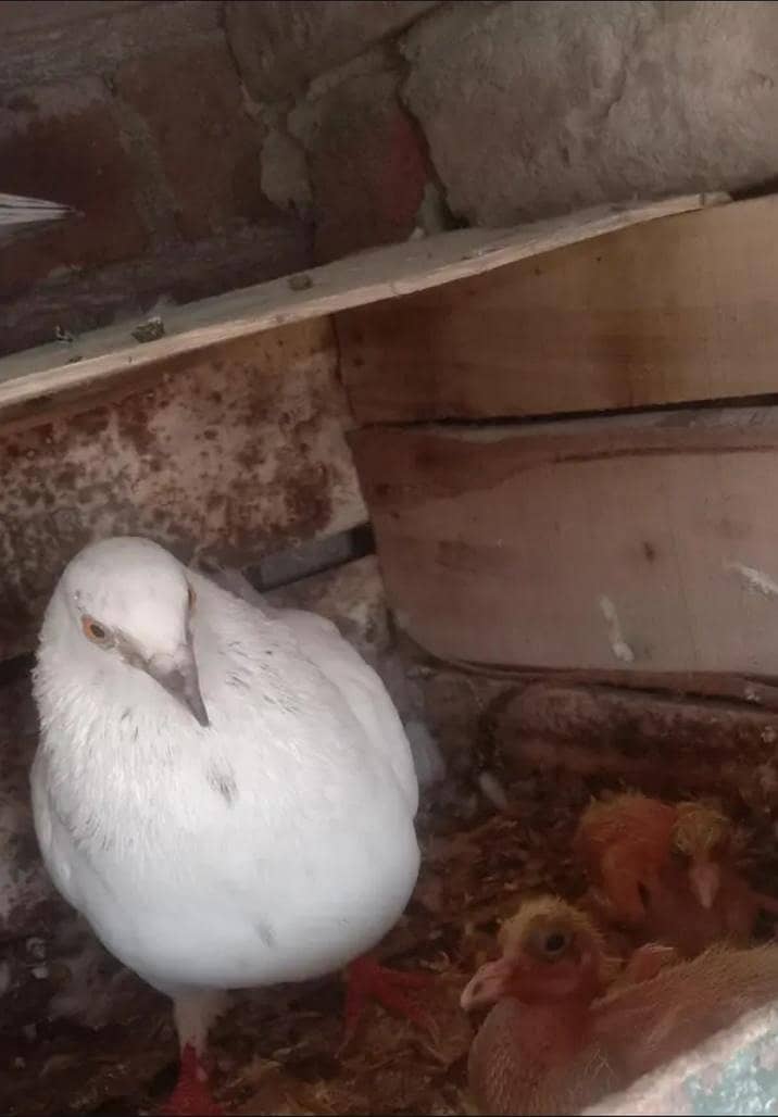 pigeon 3