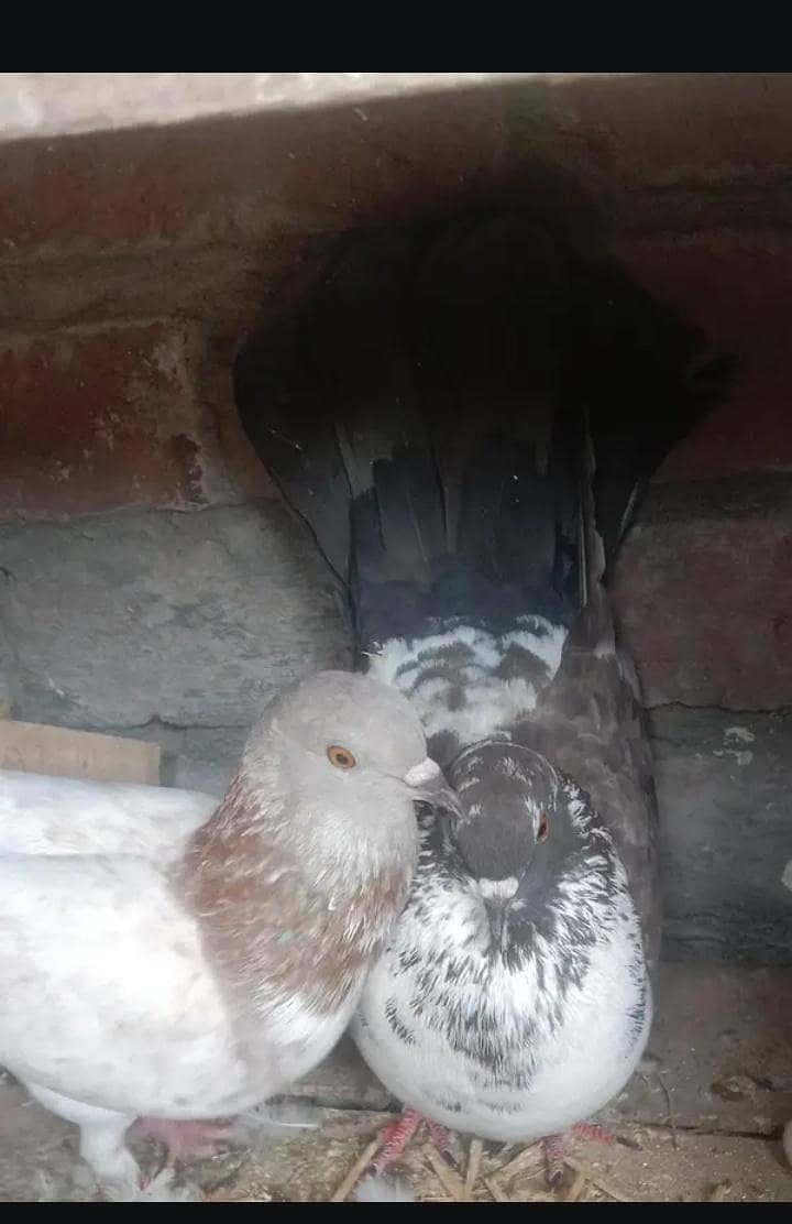 pigeon 4