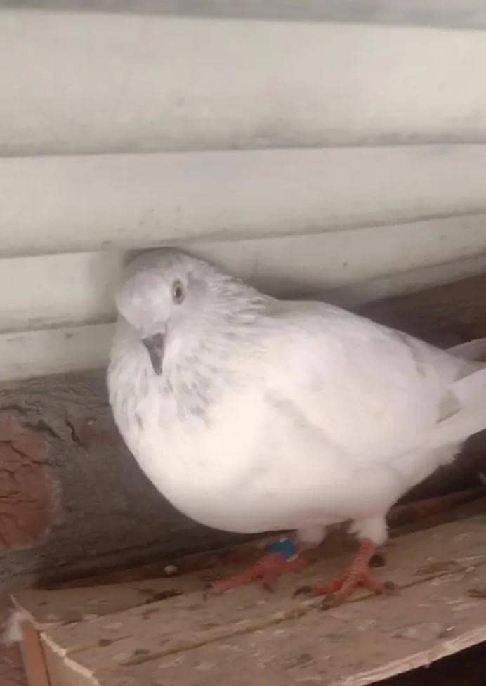 pigeon 5