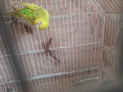 breeder Australian female rs 500