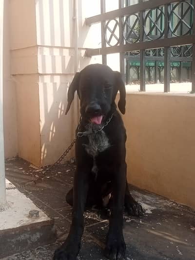 best dog for home and friendly