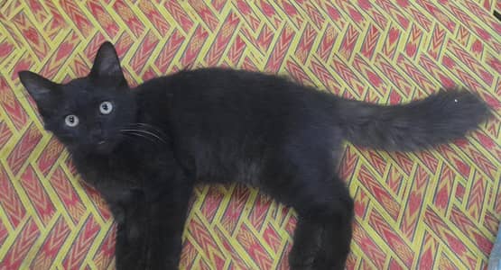 Persian kitten