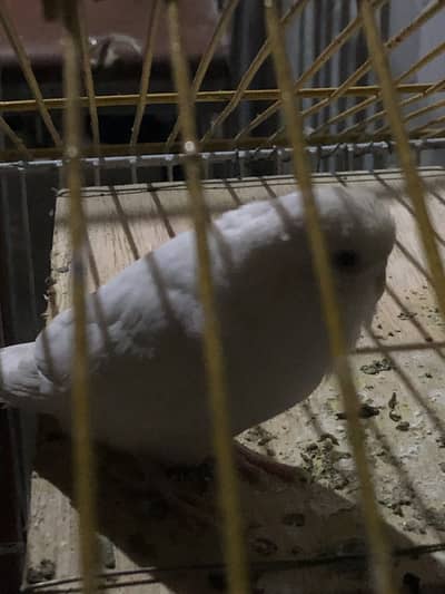 Australian Breeder Pair