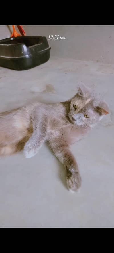 parsian yellow eyes female short hair