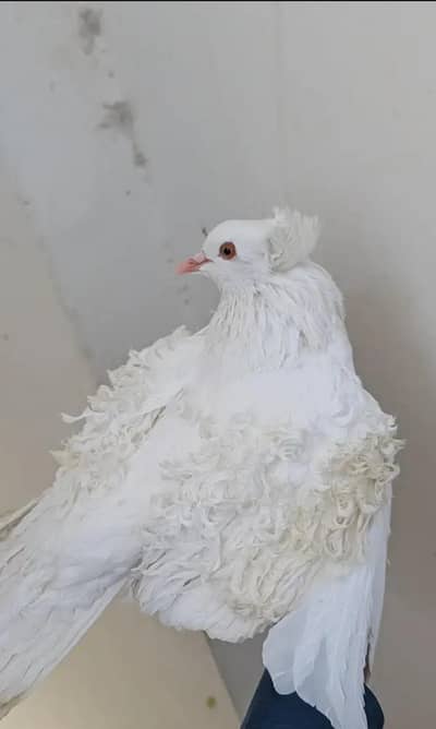 fril pigeon for sale full healthy