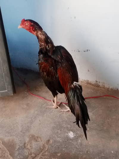 miawali aseel lakha patha  for sale