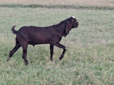 Beetal Pair for sale