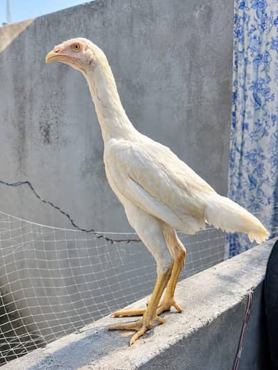 Aseel Chicks Shamo Chicks ( 03204661930 ) WhatsApp for details