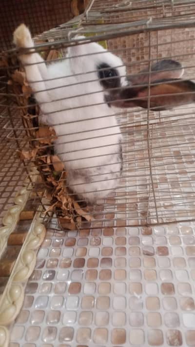 Hand tamed rabbit