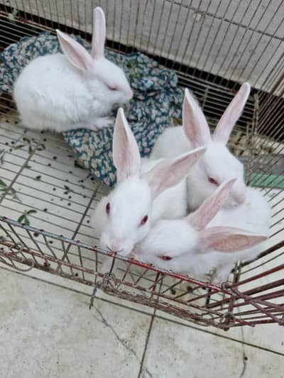 rabbits for seal