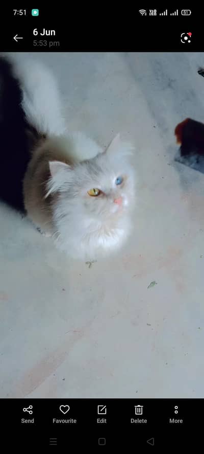 parsian odd eyes cat male triple coat yellow eyes female short hair