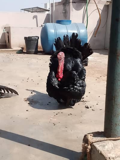 Turkey
