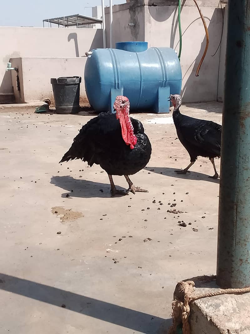 Turkey 1