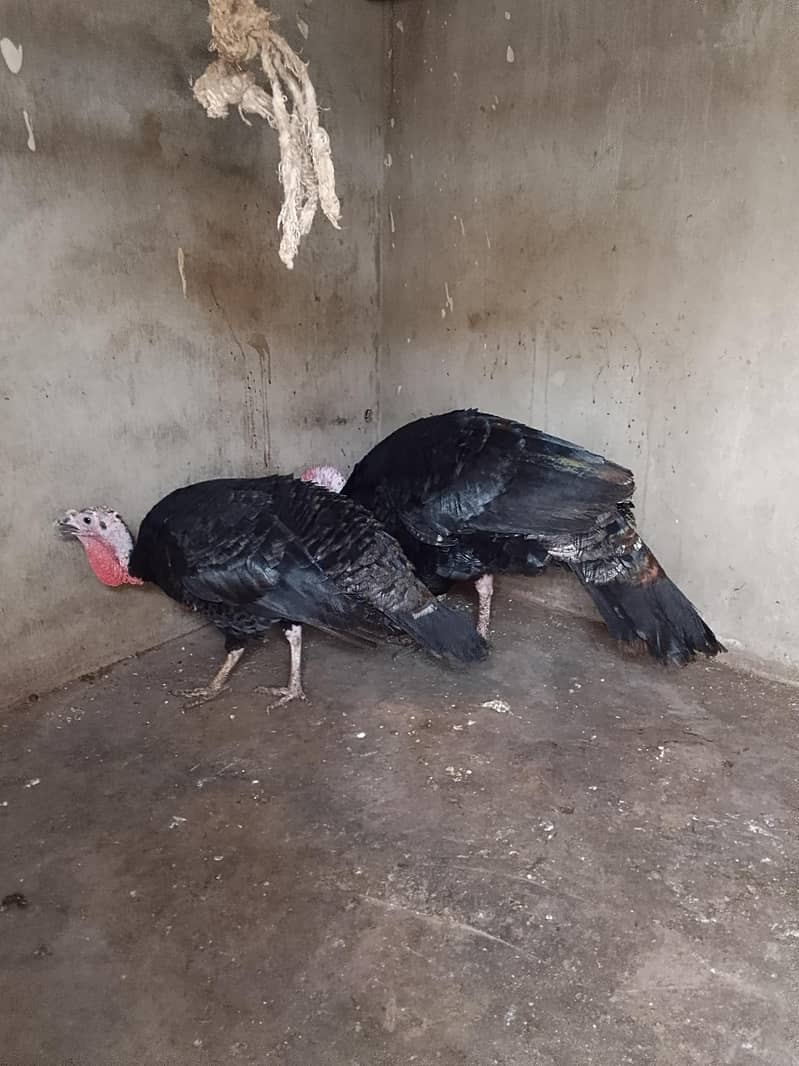 Turkey 2