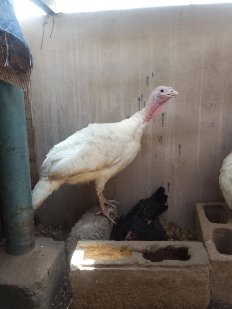 Turkey 3