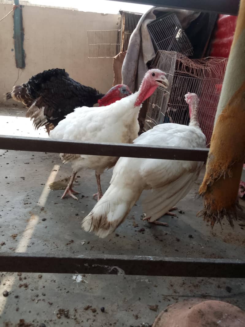 Turkey 4