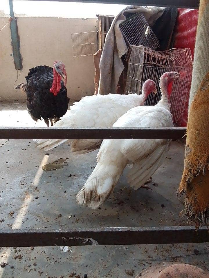 Turkey 5