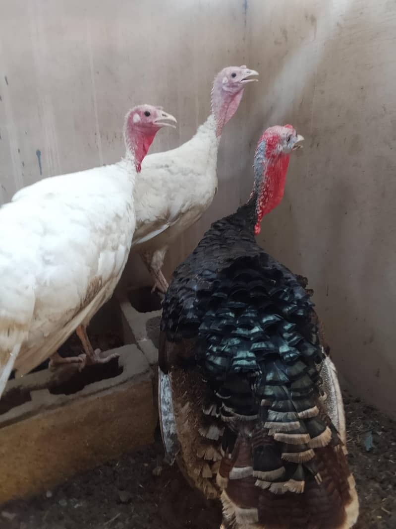 Turkey 6
