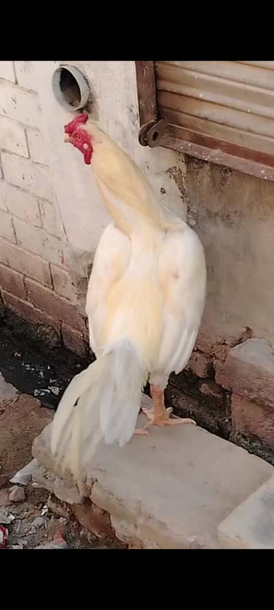 Heera aseel . Good health . Aseel heera