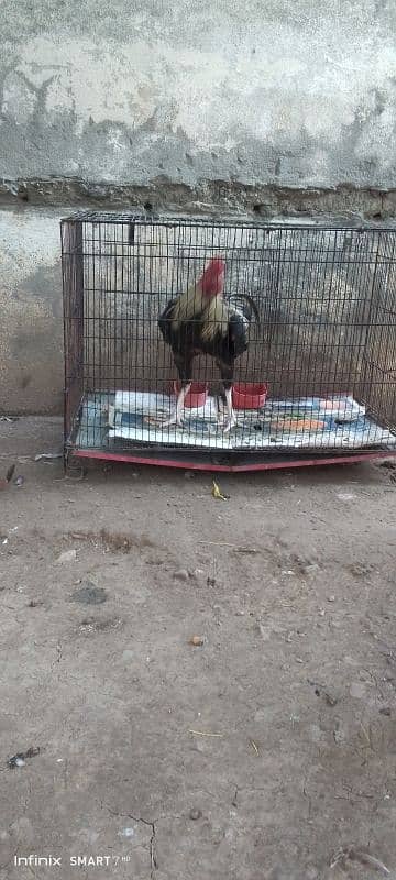 aseel java murga 5