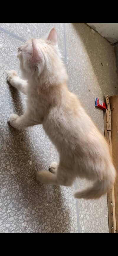 whitish double coated persiaan blue eyes kitten