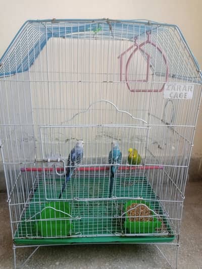 Australian parrots 2 male and 1 female