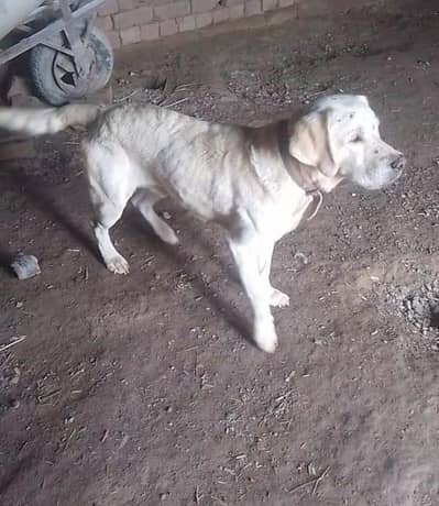 for sale