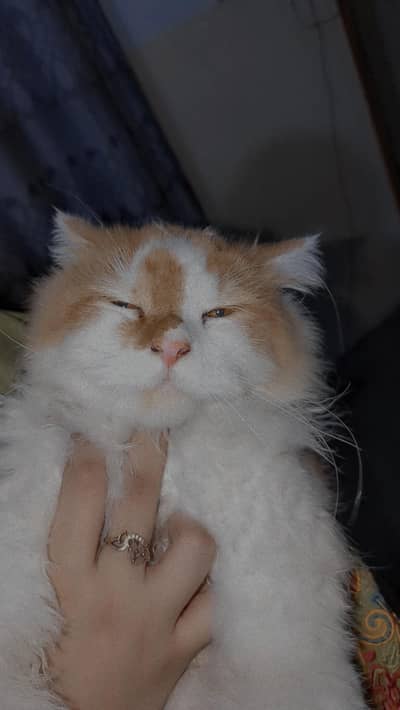Persian cat