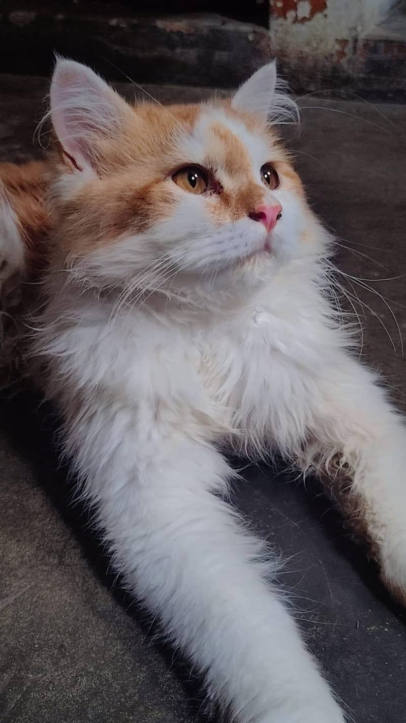 Persian cat 1