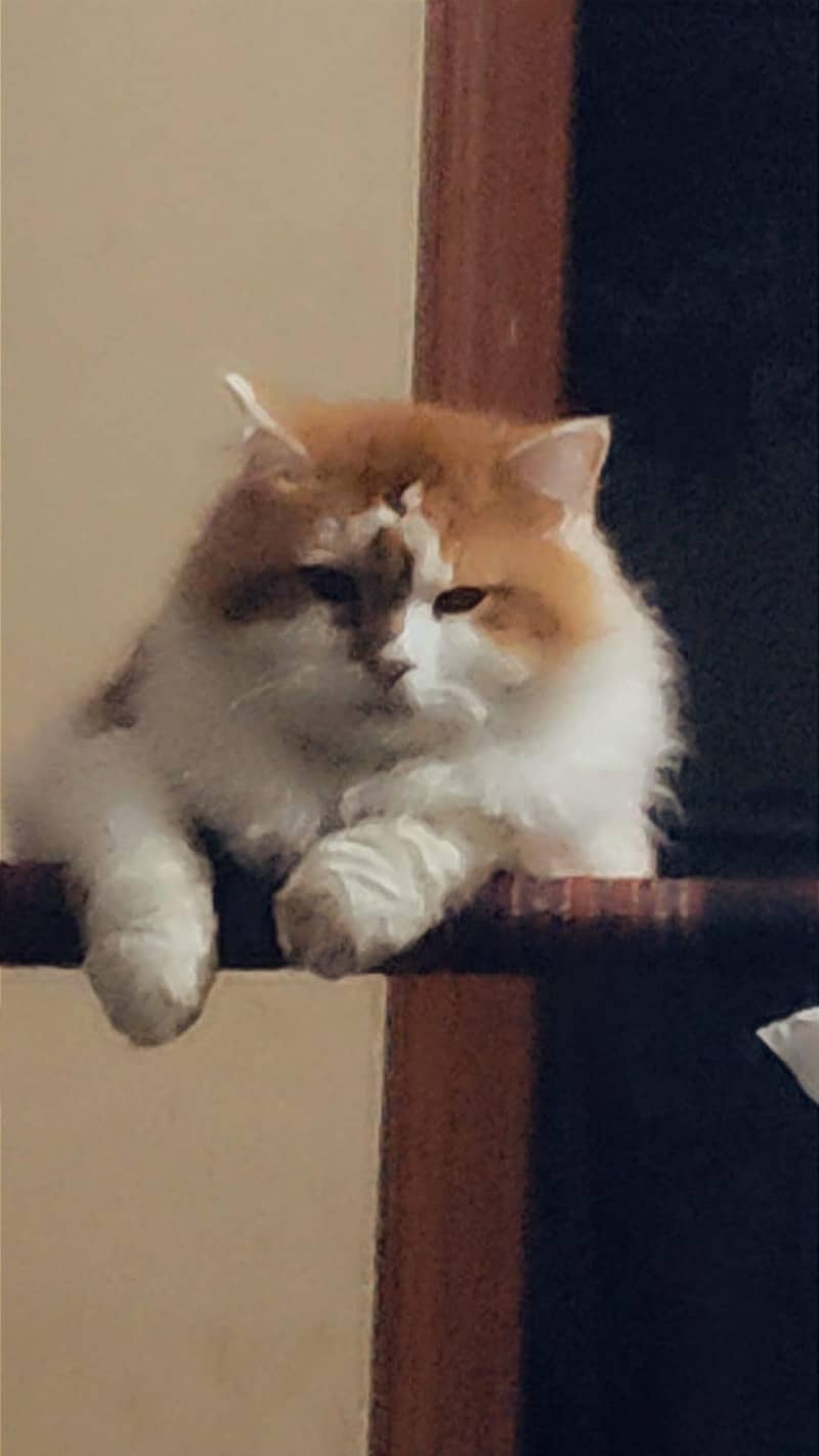 Persian cat 2