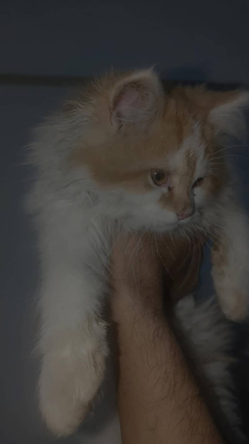 Persian cat 3