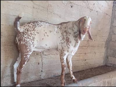 Ando Bakra |  4 daant  | breeder Male |  Desi Bakra For sale |