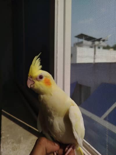 Quality Handtamed Cocktail Common White Red Eye For Sale