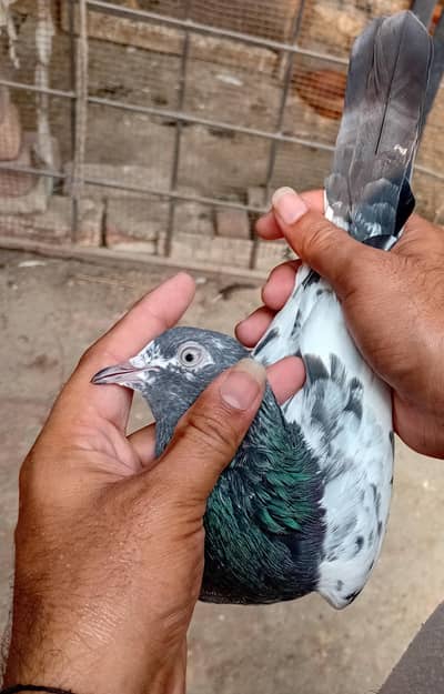 Chaudhari sakhi wala teddy pair  available /0325/44/122/15