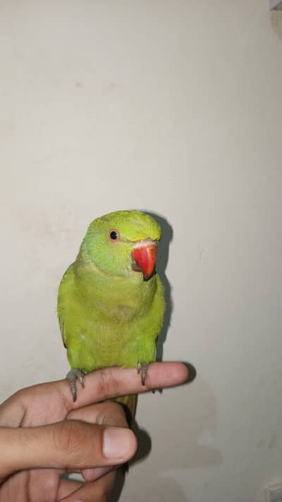 Semi tame Male Parrot talking start whatapp ph03105354113