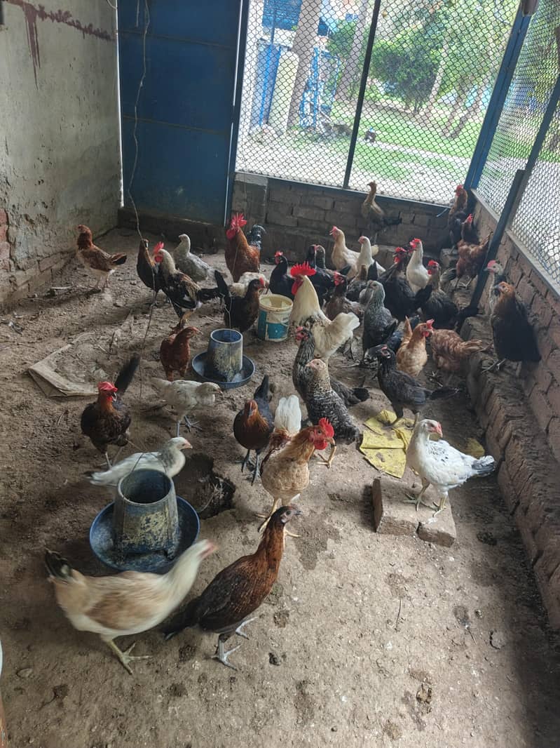 دیسی انڈو والی مرعیاں 0