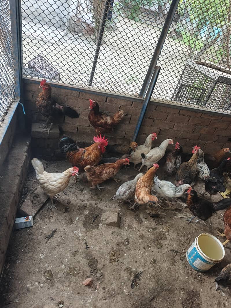 دیسی انڈو والی مرعیاں 1