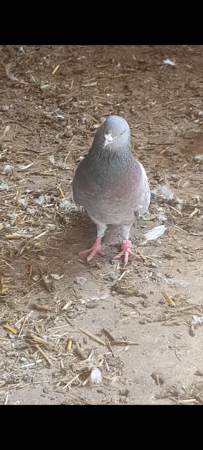 pijon for sale