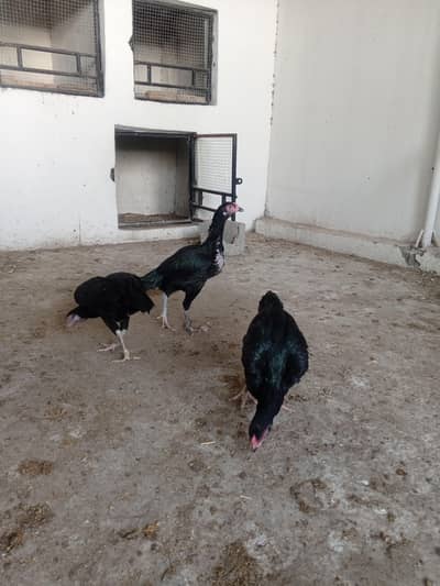 Aseel quality Mushki Hens