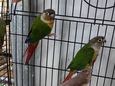 Green chick conure