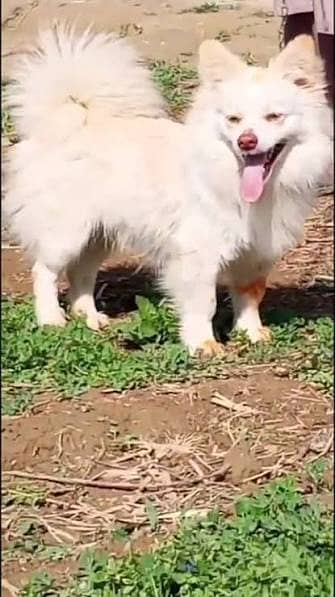 russian puppy (female puppy ) teddy bread