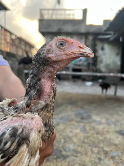 aseel murga vait home breed
