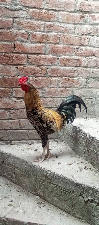 Active & Healthy Traditional Desi Aseel Rooster - Lahore