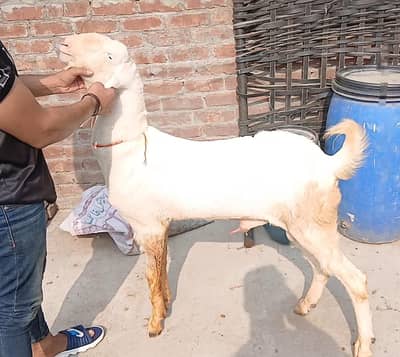 4 dant bakra desi nasal rajan puri breder