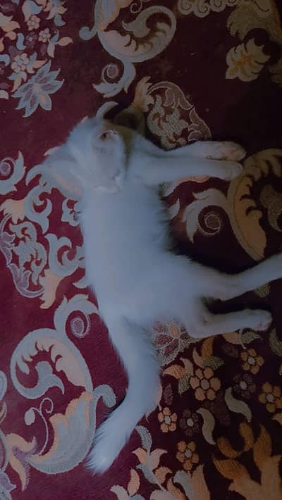 cross Persian kitten